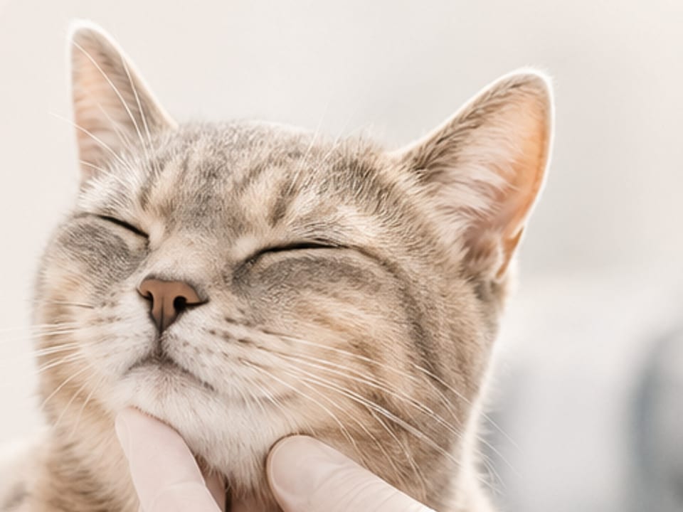 Gato tranquilo sendo contido com delicadeza por mão enluvada durante exame